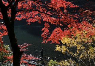 宇治川ライン・天ヶ瀬吊り橋の紅葉の写真３