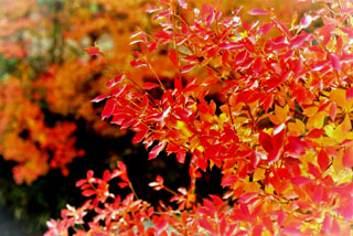 梅小路公園 朱雀の庭 いのちの森の紅葉写真１