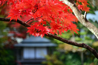 日光山輪王寺 日本庭園「逍遥園」の紅葉の写真３