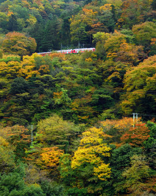 箱根登山鉄道 早川橋梁（出山の鉄橋）の紅葉の写真３