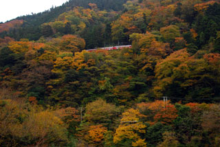 箱根登山鉄道 早川橋梁（出山の鉄橋）の紅葉の写真４