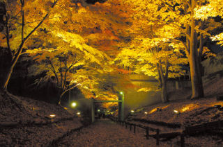 上田城跡公園けやき並木遊歩道（二の丸堀跡）の紅葉写真１