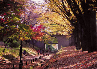 上田城跡公園けやき並木遊歩道（二の丸堀跡）の紅葉写真２