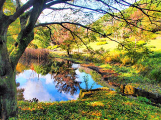 千葉県立青葉の森公園の紅葉写真１