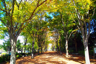 千葉県立青葉の森公園の紅葉写真２