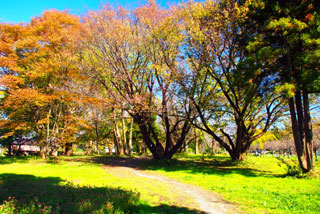 千葉県立青葉の森公園の紅葉の写真３