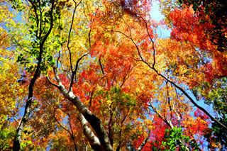 梅ヶ瀬渓谷の紅葉写真１