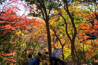 梅ヶ瀬渓谷の紅葉の写真３