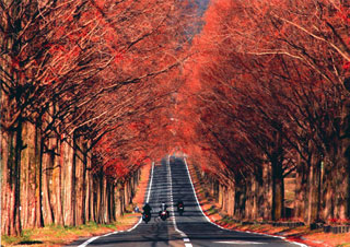 マキノ高原 メタセコイア並木の紅葉写真１