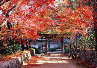 長寿寺の紅葉写真１