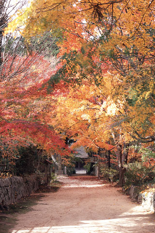 長寿寺の紅葉写真２