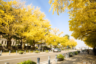日本大通りの紅葉写真１