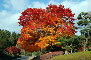 ひろしま遊学の森 広島県緑化センターの紅葉写真１