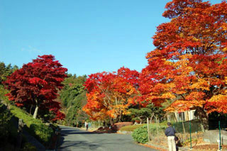 ひろしま遊学の森 広島県緑化センターの紅葉写真２