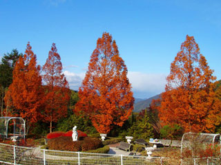 ひろしま遊学の森 広島県緑化センターの紅葉の写真３