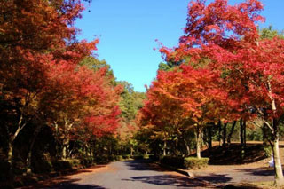 ひろしま遊学の森 広島県緑化センターの紅葉の写真４