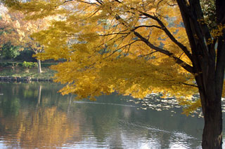 県立三ツ池公園の紅葉写真１