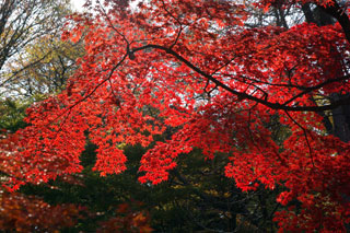 県立三ツ池公園の紅葉写真２
