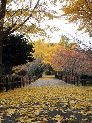 県立三ツ池公園の紅葉の写真３