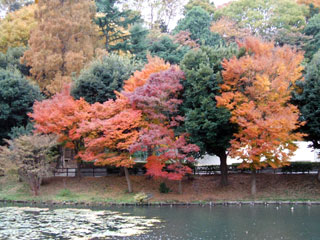 県立三ツ池公園の紅葉の写真４
