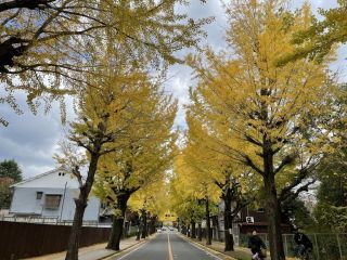 天理市イチョウ並木の紅葉写真１