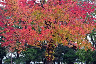 水元公園の紅葉写真１