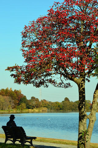 水元公園の紅葉写真２