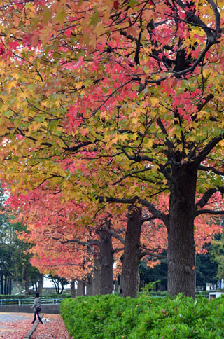 水元公園の紅葉の写真３