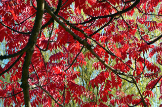 水元公園の紅葉の写真４