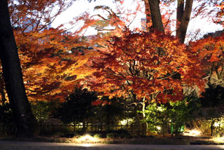 東京都庭園美術館の紅葉写真１