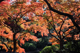 東京都庭園美術館の紅葉写真２