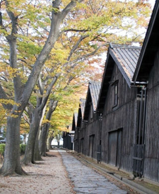 山居倉庫 ケヤキ並木の紅葉写真１