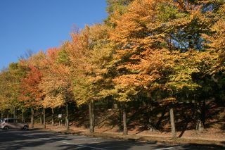 樹木公園（石川県林業試験場）の紅葉写真１