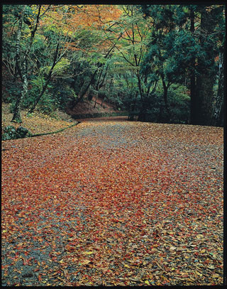 春日山原始林の紅葉の写真４