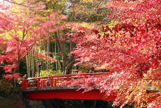 修善寺温泉 竹林の小径の紅葉写真１
