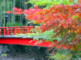 修善寺温泉 竹林の小径の紅葉写真２