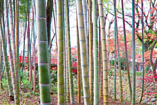 修善寺温泉 竹林の小径の紅葉の写真３