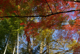 修善寺温泉 竹林の小径の紅葉の写真４