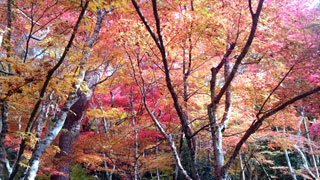 瑞宝寺公園の紅葉写真１