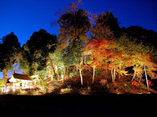 愛知県緑化センターの紅葉写真１