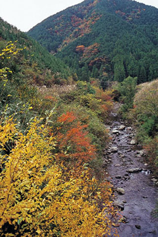 島ノ川渓谷の紅葉写真１