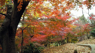 戸山公園の紅葉写真１