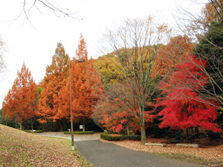 桜ヶ丘公園の紅葉写真１