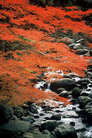 福士川渓谷の紅葉写真１