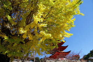豊国神社 五重塔の紅葉写真１