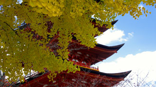 豊国神社 五重塔の紅葉の写真３