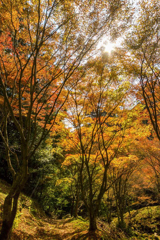 油山市民の森・自然観察の森の紅葉の写真３