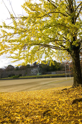 舞鶴公園の紅葉の写真３