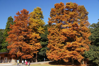 県立平和台公園（はにわ公園・平和の塔）の紅葉写真１