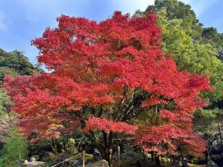 霧島神宮の紅葉の写真3